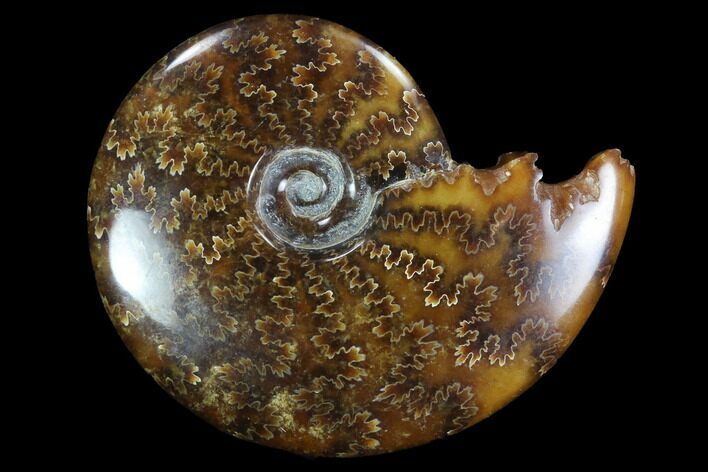 Polished, Agatized Ammonite (Cleoniceras) - Madagascar #97281